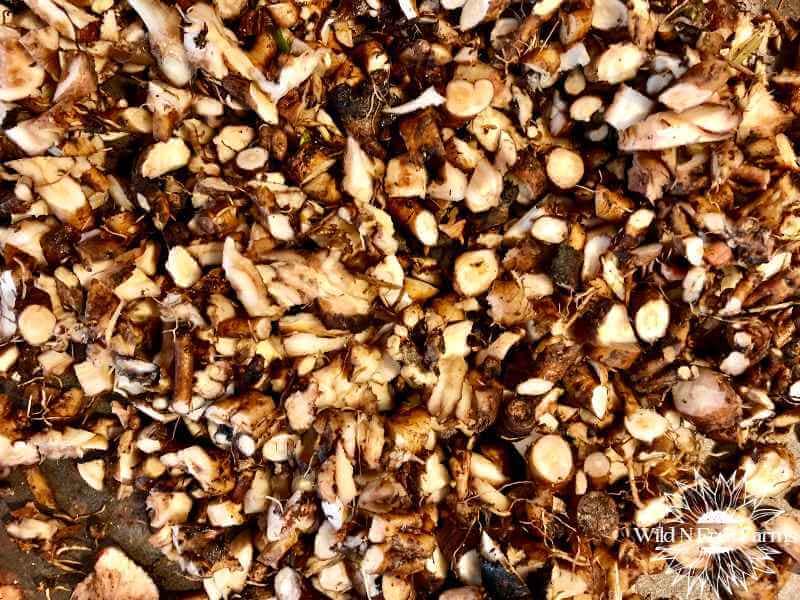 Dandelion Root Coffee A Nutritious and Delicious Brew Wild N Free Farms