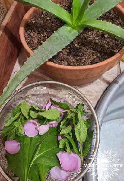 The Absolute Best Herbal Bug Bite Remedy Wild N Free Farms The Absolute Best Herbal Bug Bite Remedy Wild N Free Farms