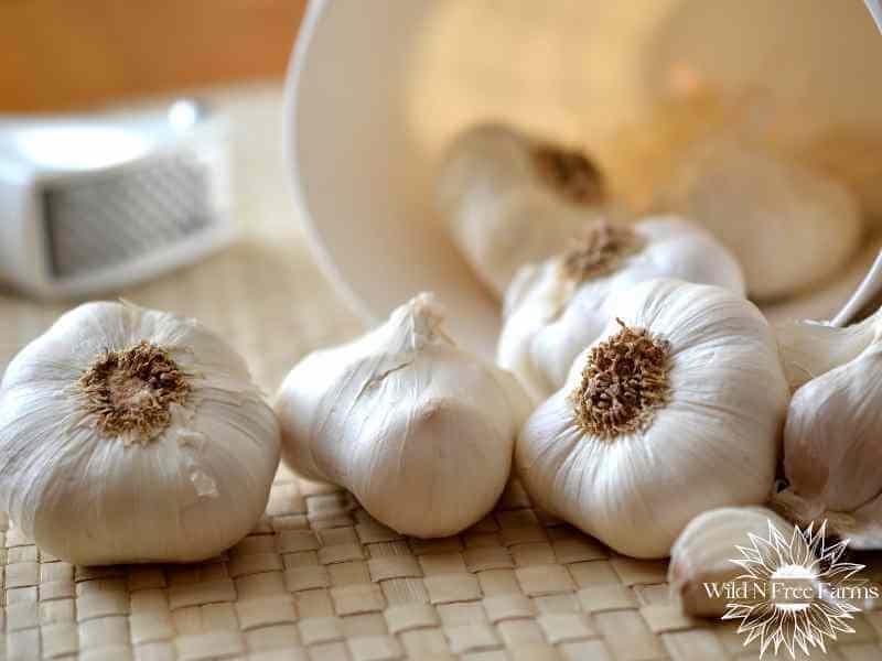 How to Store Garlic from the Garden A Homesteader’s Guide to