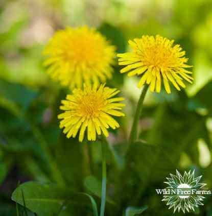 Dandelion Root Coffee: A Nutritious and Delicious Brew - Wild N Free Farms