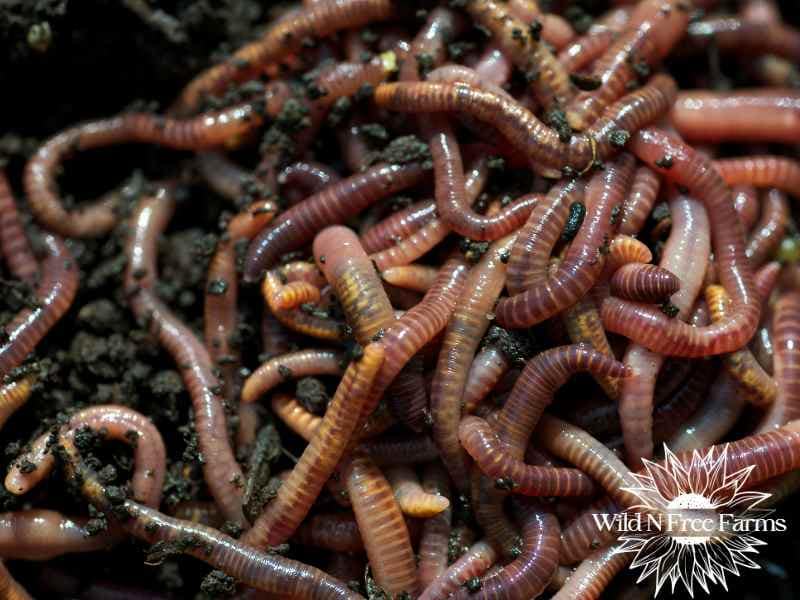 Winter Worm Bin Survival Guide How to Keep Your Going